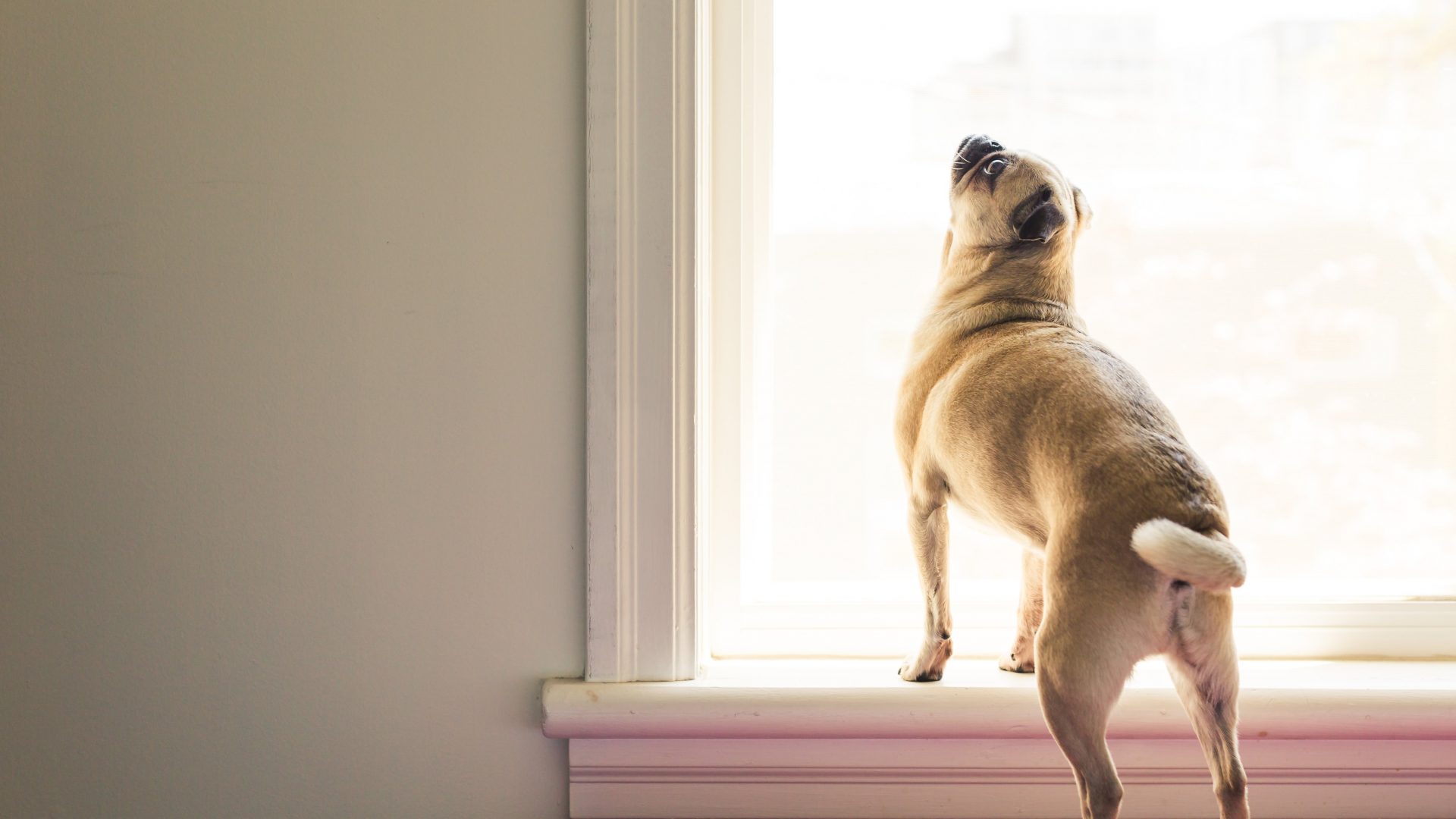 Read more about the article HOW TO TRAIN YOUR DOG TO USE A DOGGY DOOR?